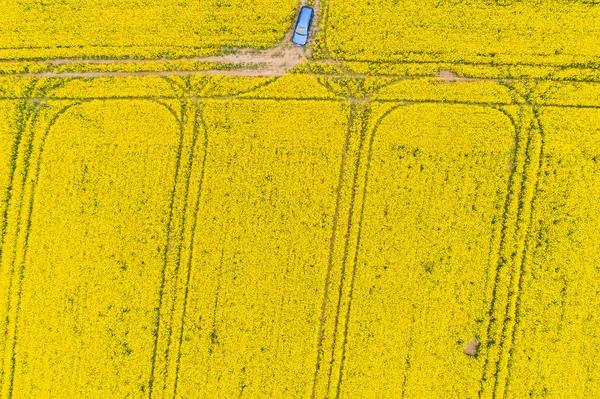 Aerial view of rape field — Stock Photo, Image