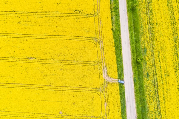 Aerial view of rape field — Stock Photo, Image