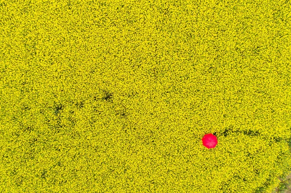 Красный зонтик в поле для изнасилований — стоковое фото