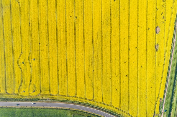Luftaufnahme des Rapsfeldes — Stockfoto