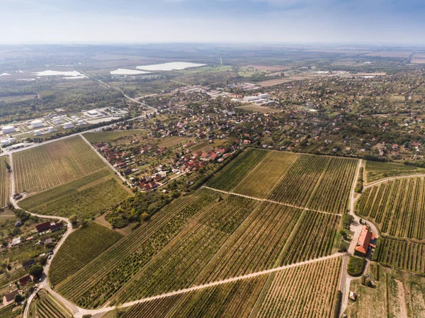 Viñedo de vista de pájaro — Foto de Stock