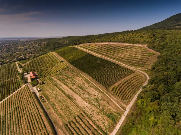 Viñedo de vista de pájaro — Foto de Stock