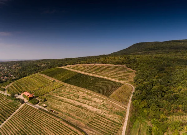 Viñedo de vista de pájaro — Foto de Stock