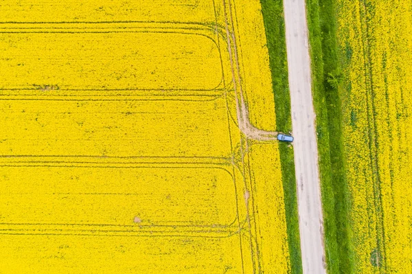 Aerial view of rape field — Stock Photo, Image
