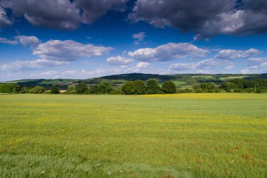 Kırmızı gelincik tarlasının hava görüntüsü