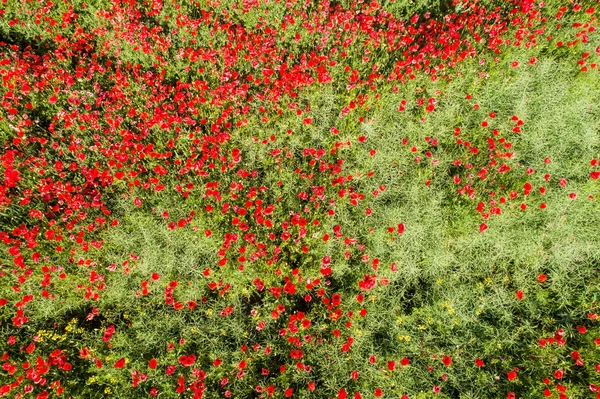 Воздушный вид красного макового поля — стоковое фото