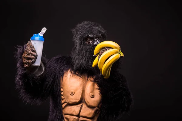 gorilla in studio