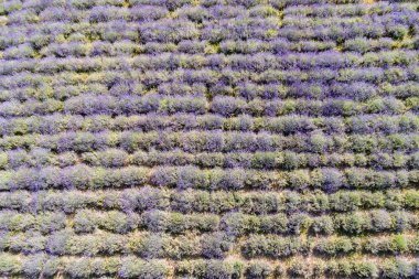 güzel levander çiçek 