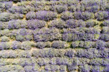 güzel levander çiçek 