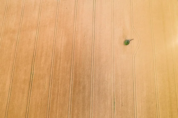 Luftaufnahme eines reifenden Weizenfeldes mit Hochspannungsmast — Stockfoto