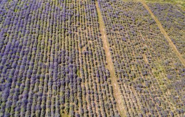 güzel levander çiçek 