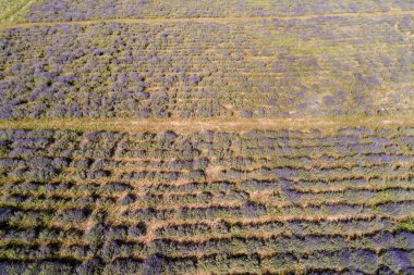 güzel levander çiçek 