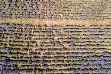 güzel levander çiçek 