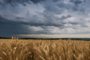 Buğday alan ve fırtınalı bulutlar