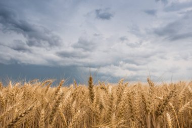 Buğday alan ve fırtınalı bulutlar