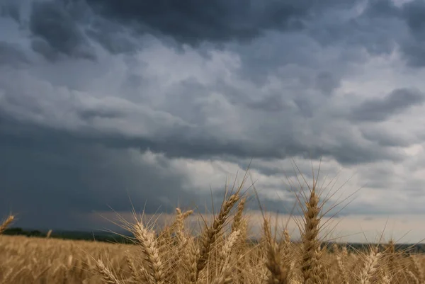 Campo de trigo e nuvens tempestuosas — Fotografia de Stock