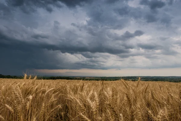Campo de trigo e nuvens tempestuosas — Fotografia de Stock