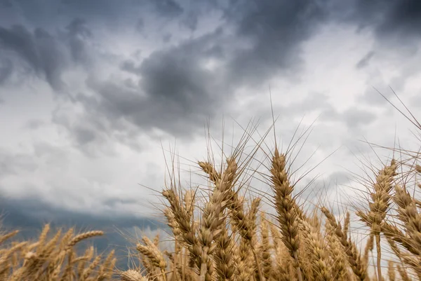 Wheat Field and stormy clouds — Stock Photo, Image