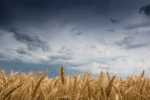 Wheat Field and stormy clouds — Stock Photo, Image