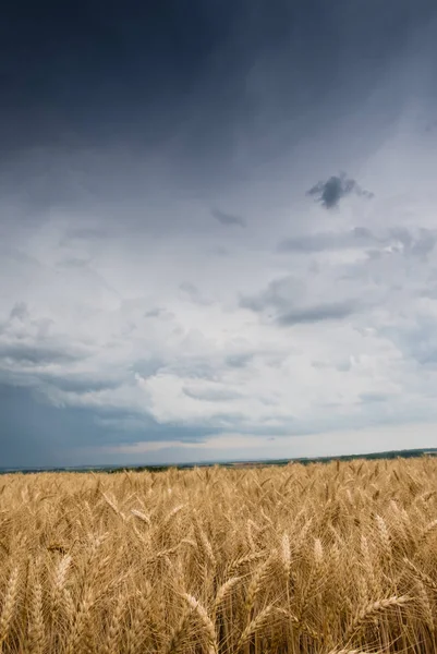 Wheat Field and stormy clouds — Stock Photo, Image