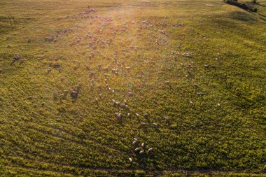 yeşil çayır çok koyun