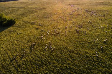 yeşil çayır çok koyun