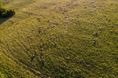 yeşil çayır çok koyun
