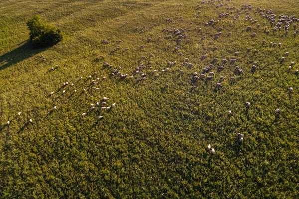 Mucho ovejas en prado verde — Foto de Stock