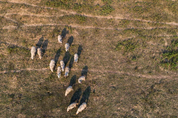 Muchas ovejas. — Foto de Stock