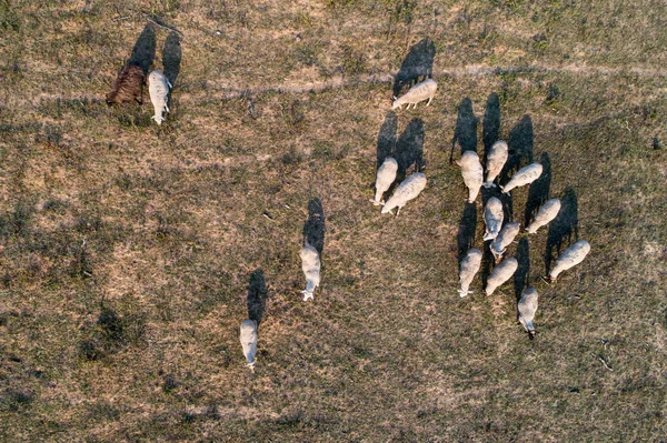 A lot of sheep — Stock Photo, Image