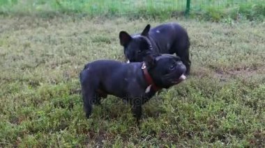 Birlikte oynayan iki Fransız buldozer