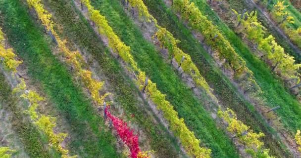 grands vignobles aux couleurs automnales  