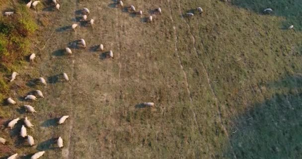 Много овец — стоковое видео