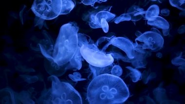 Görüntüleri ile parlayan medusas