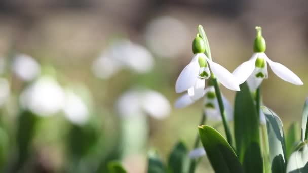 White flowers of snowdrops — Stock Video