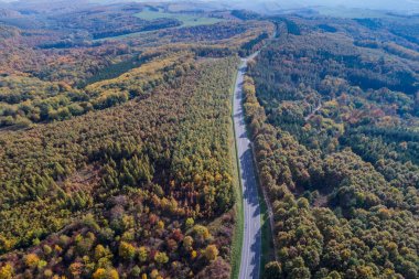 Sonbahar ormanı boyunca yol 