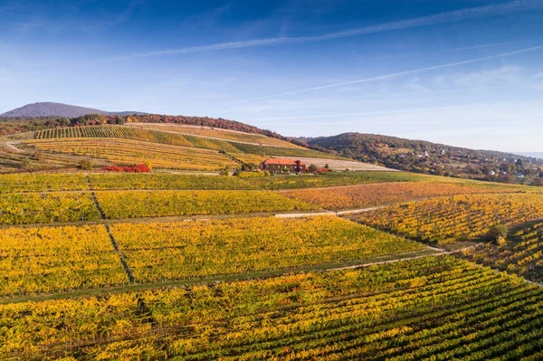 Vista aerea del vigneto — Foto Stock