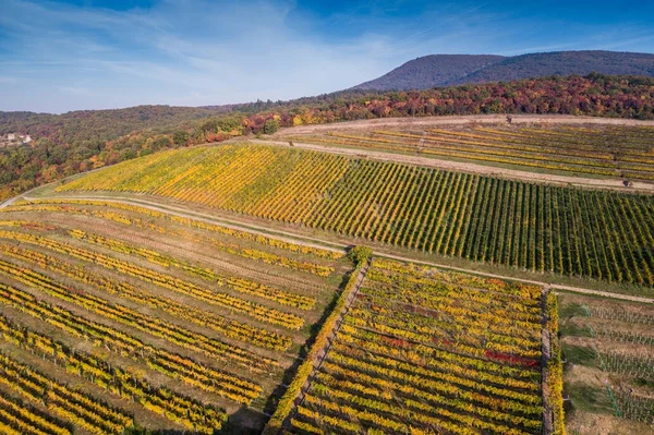 Vista aérea del viñedo — Foto de Stock