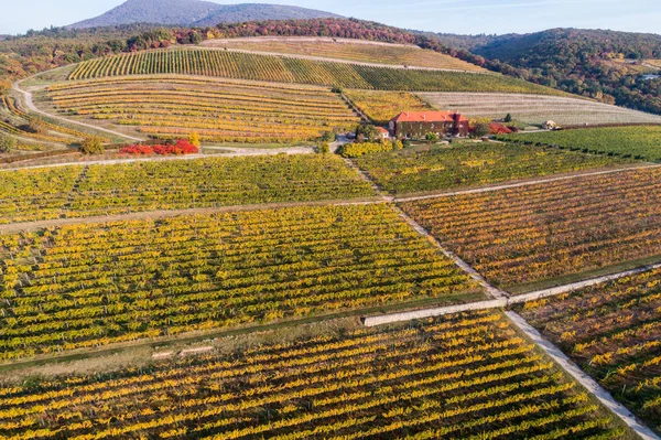 Vista aérea del viñedo — Foto de Stock