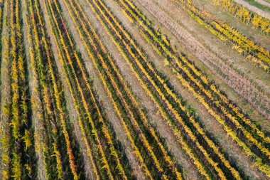 Bağ havadan görünümü