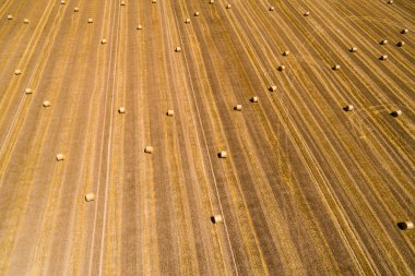 Altın saman balya hasat mevsiminde