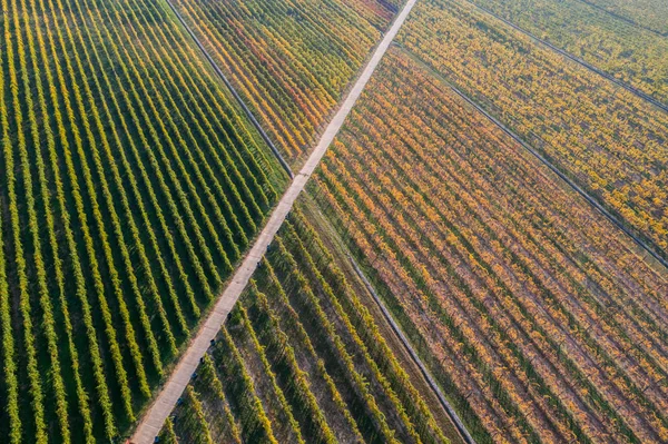 Вид з повітря на виноградник — стокове фото