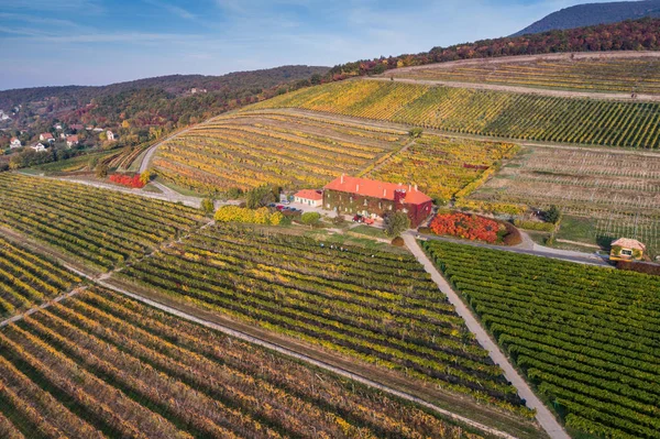 Vista aérea del viñedo — Foto de Stock