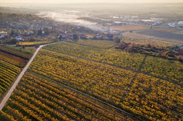 Vista aérea del viñedo — Foto de Stock