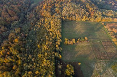 Güzel sonbahar ormanı