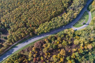 Sonbahar ormanı boyunca yol 