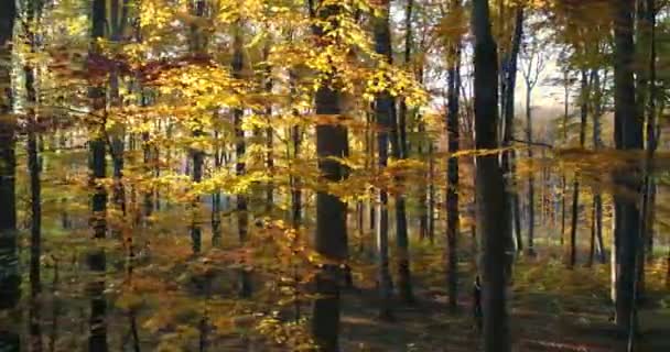 Цветные осенние леса — стоковое видео
