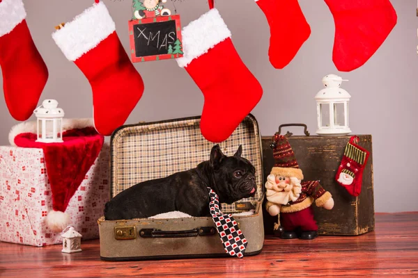 Santa Französische Bulldogge — Stockfoto