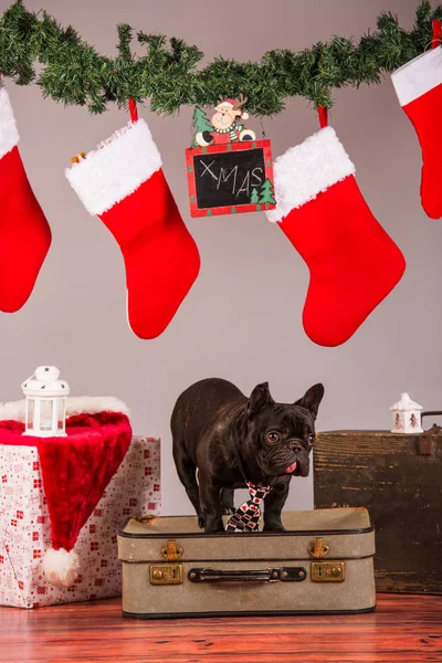 Franse bulldog met Kerstmis decoraion — Stockfoto