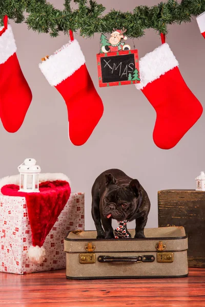 french bulldog with christmas decoraion